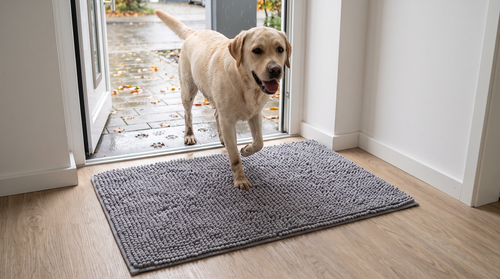 Labrador läuft durch die offene Haustür auf die graue Tapsfrei Pfotenmatte